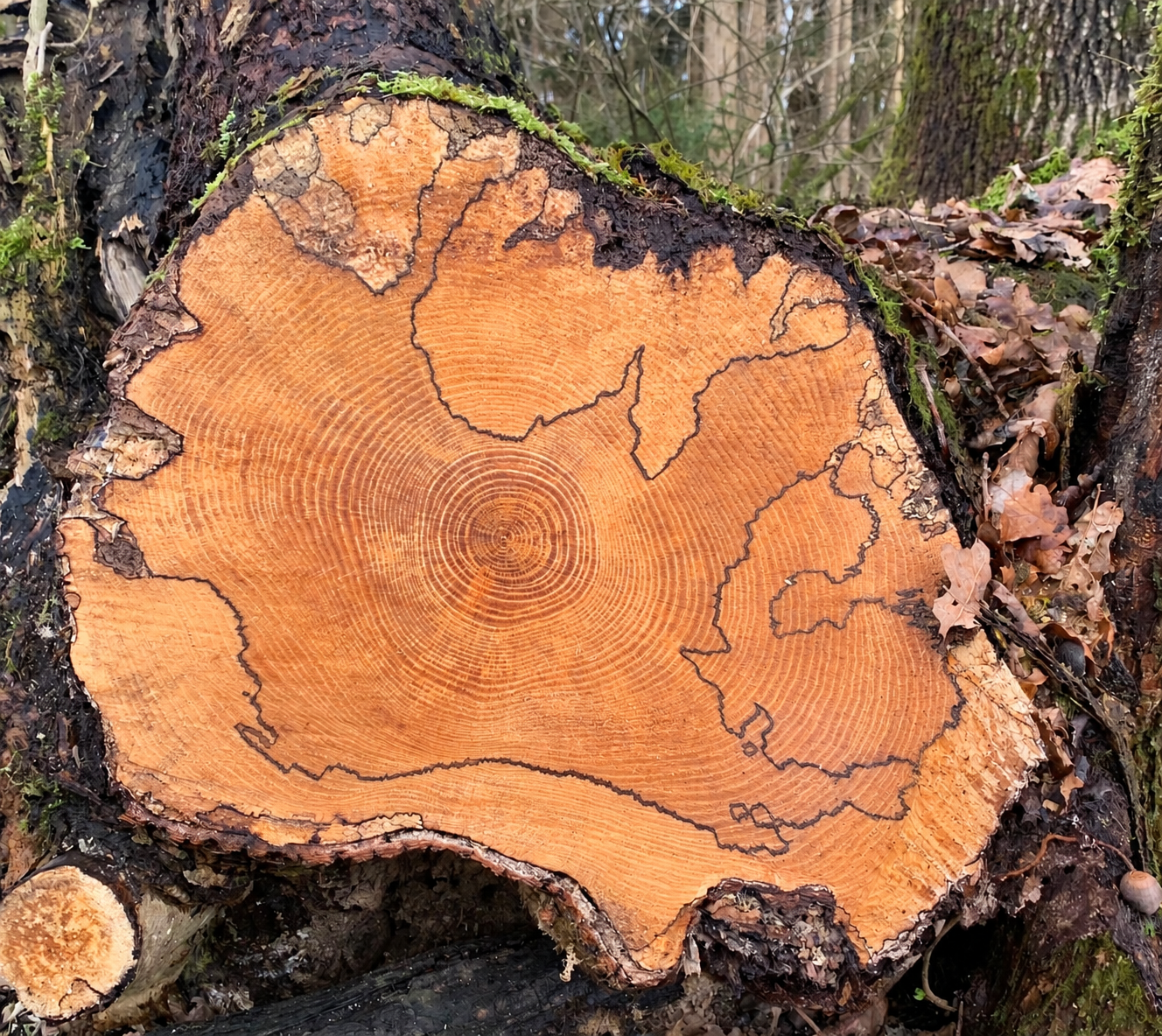 Baumringe mit eingezeichneter Weltkarte als Symbol für die eigene Geschichte