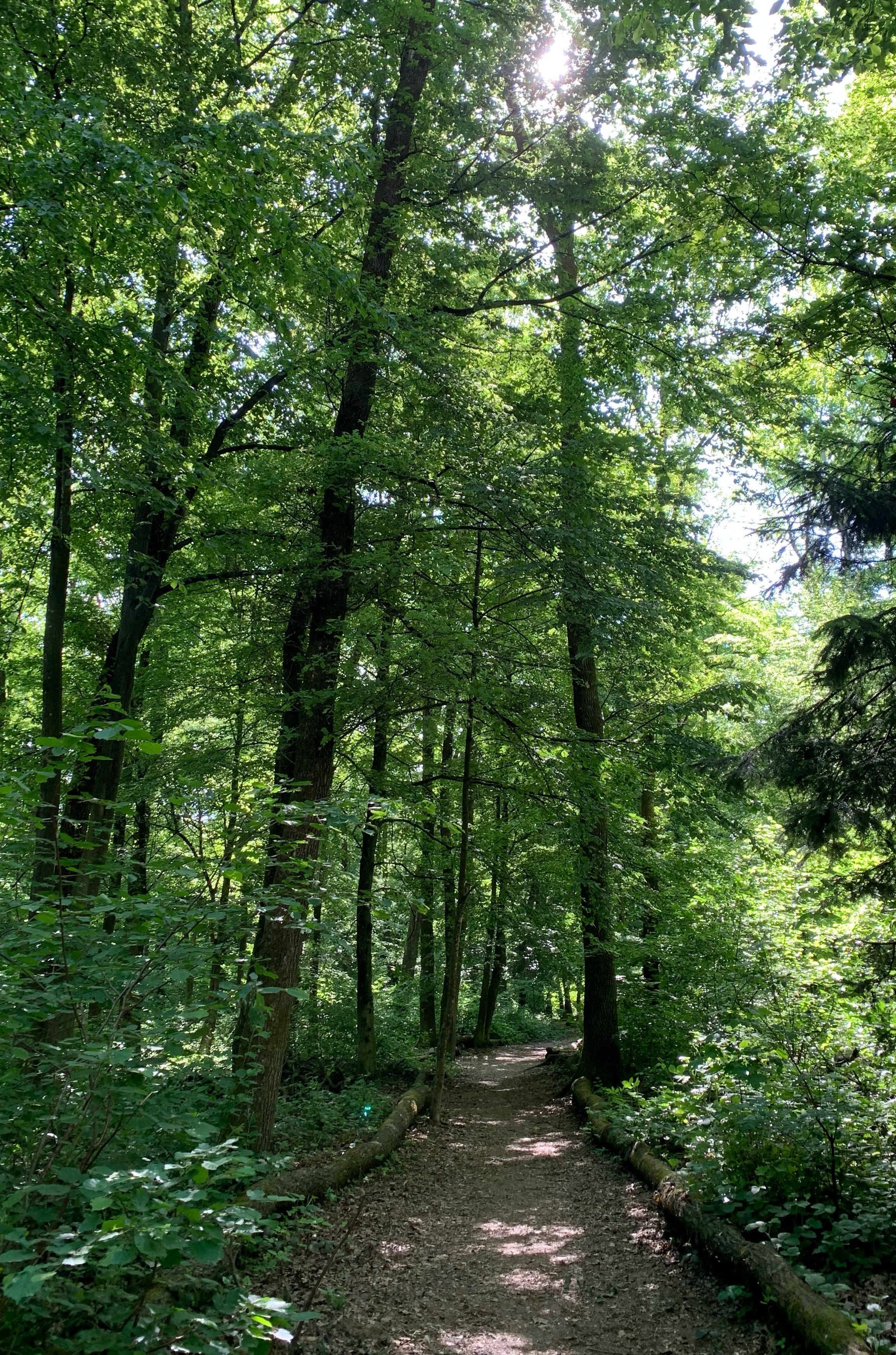 Waldweg im Grünen